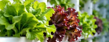 Fresh lettuce grown hydroponically
